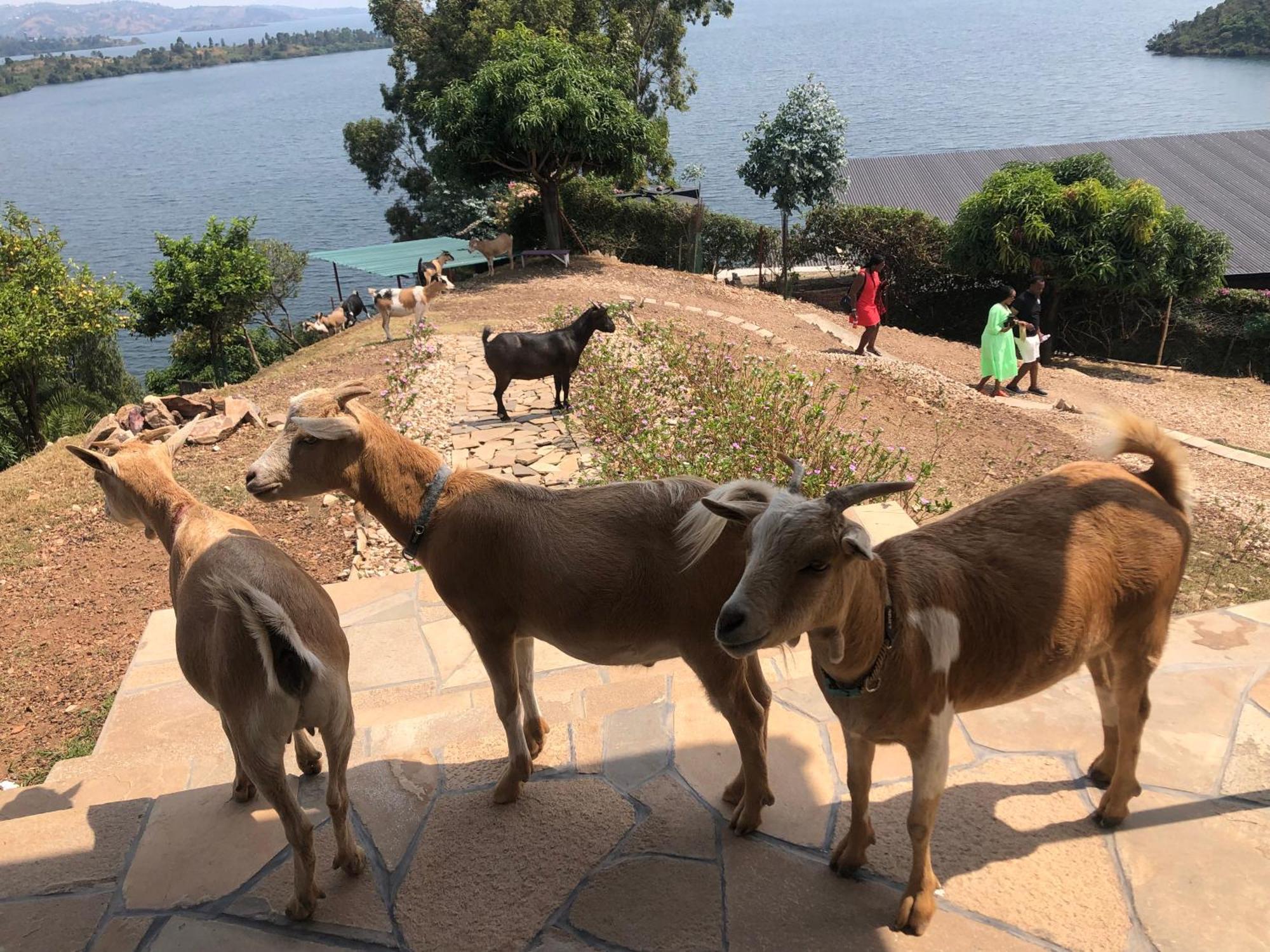 Amazi Land Home And Farm Stay Kibuye Exterior photo